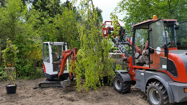 Pflanzung von kleinen Bäumen mit Radlader und Bagger.
