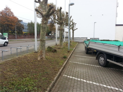 Platanen nach dem Schnitt