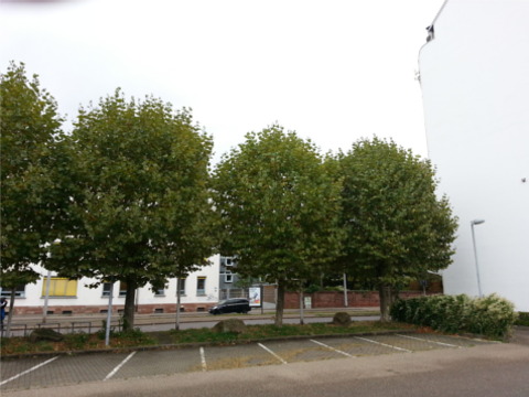 Platanen vor dem Schnitt